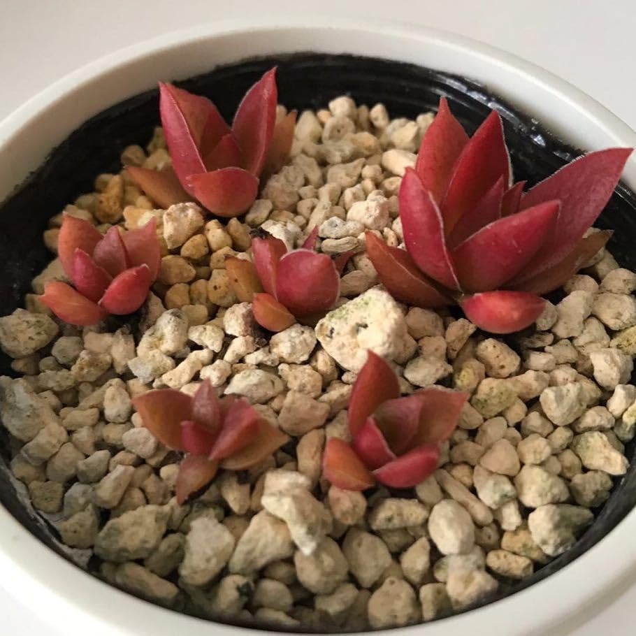 Amazon.co.jp: 多肉植物 紅葉祭り クラッスラ 抜き苗 根付き : DIY